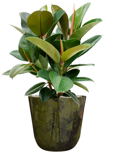 Ansamblu D23xH57cm cu planta naturala Ficus elastica 'Robusta' in ghiveci Palermo all inclusive set cu granule decorative