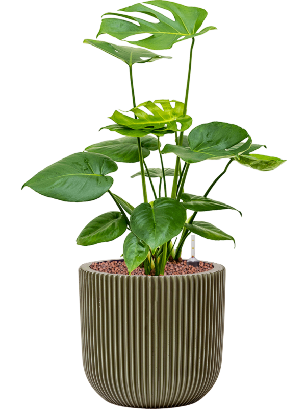 Ansamblu D23xH57cm cu planta naturala Monstera deliciosa in ghiveci Capi Nature Groove Special all inclusive set cu granule decorative