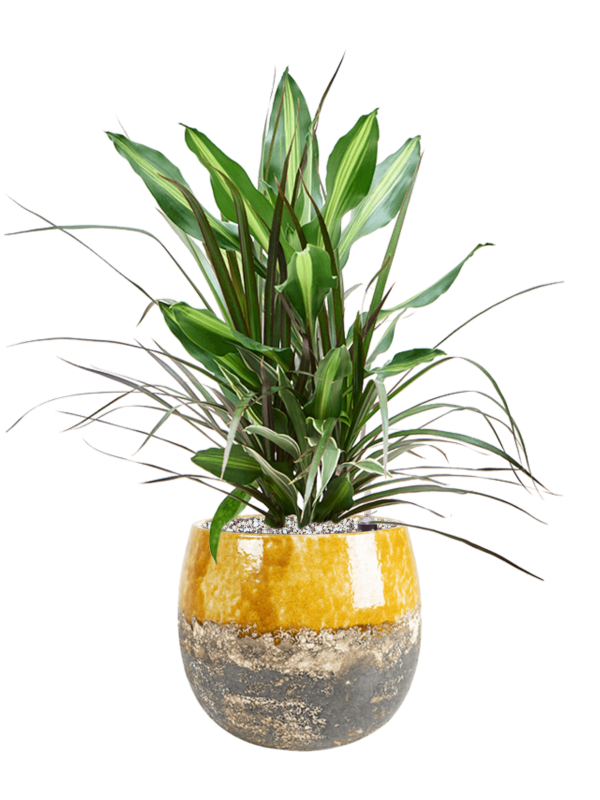 Ansamblu D23xH58cm cu planta naturala Dracaena combo in ghiveci Lindy all inclusive set cu granule decorative