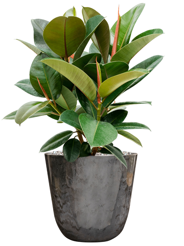 Ansamblu D23xH58cm cu planta naturala Ficus elastica 'Robusta' in ghiveci Palermo all inclusive set cu granule decorative