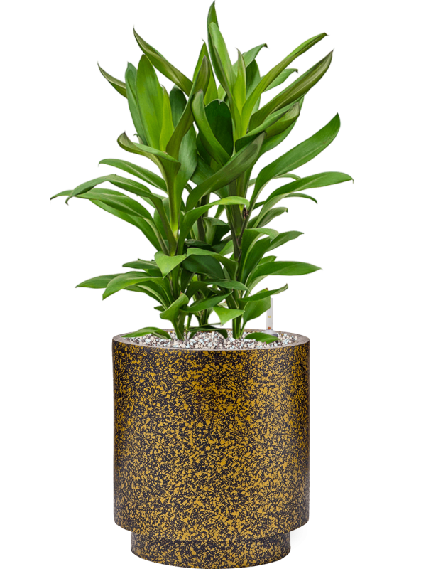 Ansamblu D23xH59cm cu planta naturala Cordyline fruticosa 'Glauca' in ghiveci Capi Lux Terrazzo all inclusive set cu granule decorative