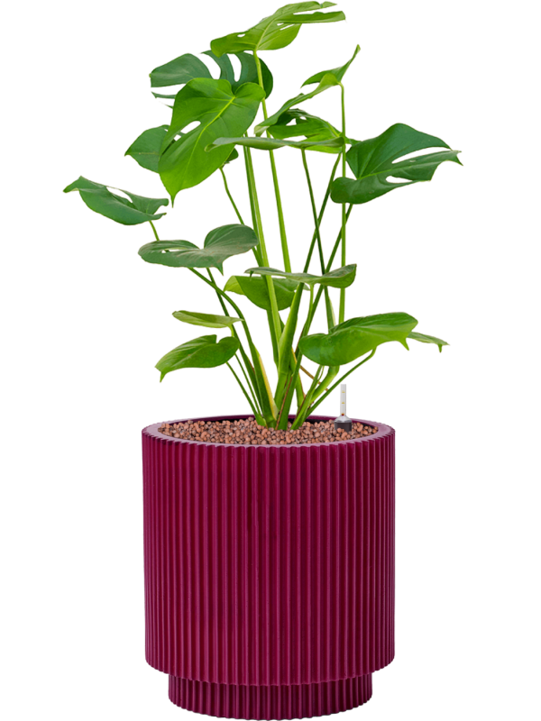 Ansamblu D23xH59cm cu planta naturala Monstera deliciosa in ghiveci Capi Nature Groove Special all inclusive set cu granule decorative