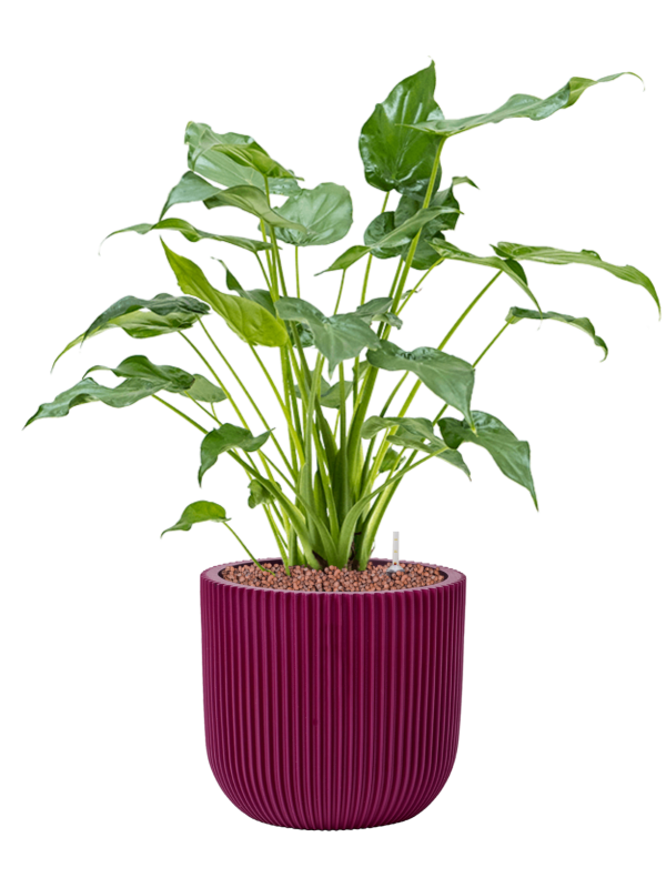 Ansamblu D23xH60cm cu planta naturala Alocasia cucullata in ghiveci Capi Nature Groove Special all inclusive set cu granule decorative