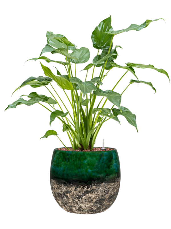 Ansamblu D23xH60cm cu planta naturala Alocasia cucullata in ghiveci Lindy all inclusive set cu granule decorative