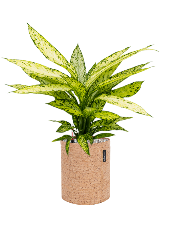 Ansamblu D23xH60cm cu planta naturala Dieffenbachia 'Vesuvius' in ghiveci Lechuza Trendcover 23 Cork all inclusive set cu granule decorative