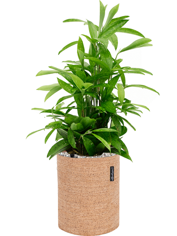Ansamblu D23xH61cm cu planta naturala Dracaena surculosa in ghiveci Lechuza Trendcover 23 Cork all inclusive set cu granule decorative