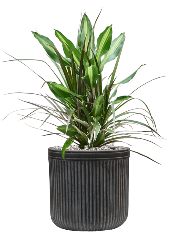 Ansamblu D23xH62cm cu planta naturala Dracaena combo in ghiveci Baq Vertical Rib all inclusive set cu granule decorative