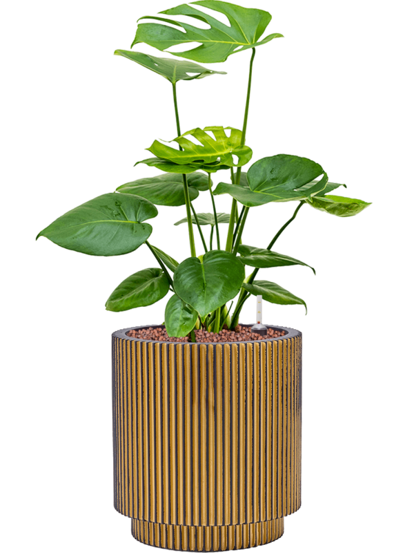 Ansamblu D23xH62cm cu planta naturala Monstera deliciosa in ghiveci Capi Nature Groove all inclusive set cu granule decorative