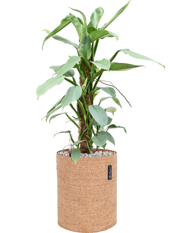 Ansamblu D23xH62cm cu planta naturala Philodendron 'Silver Queen' in ghiveci Lechuza Trendcover all inclusive set cu granule decorative