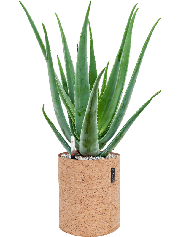 Ansamblu D23xH63cm cu planta naturala Aloe vera barbadensis in ghiveci Lechuza Trendcover 23 Cork all inclusive set cu granule decorative