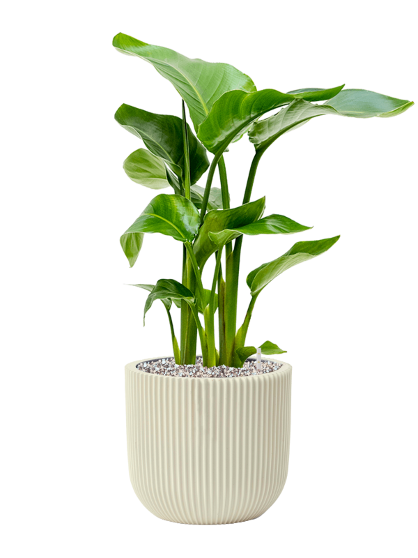 Ansamblu D23xH63cm cu planta naturala Strelitzia nicolai in ghiveci Capi Nature Groove Special all inclusive set cu granule decorative