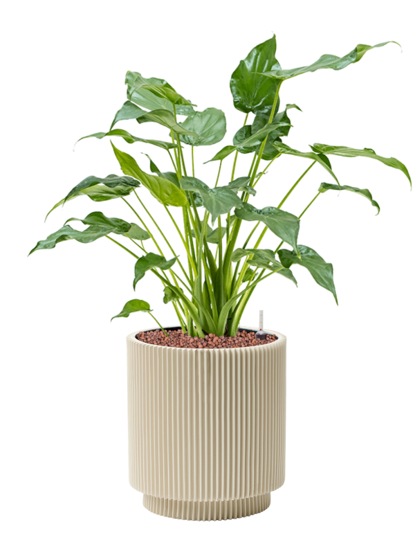 Ansamblu D23xH64cm cu planta naturala Alocasia cucullata in ghiveci Capi Nature Groove Special all inclusive set cu granule decorative