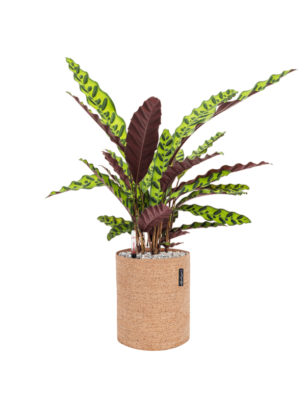 Ansamblu D23xH64cm cu planta naturala Calathea insignis in ghiveci Lechuza Trendcover 23 Cork all inclusive set cu granule decorative