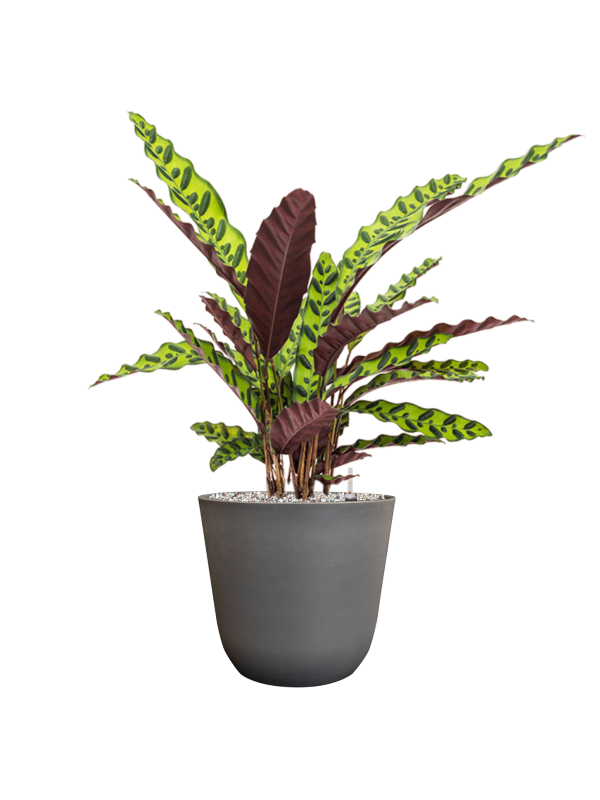 Ansamblu D23xH64cm cu planta naturala Calathea insignis in ghiveci Palermo all inclusive set cu granule decorative