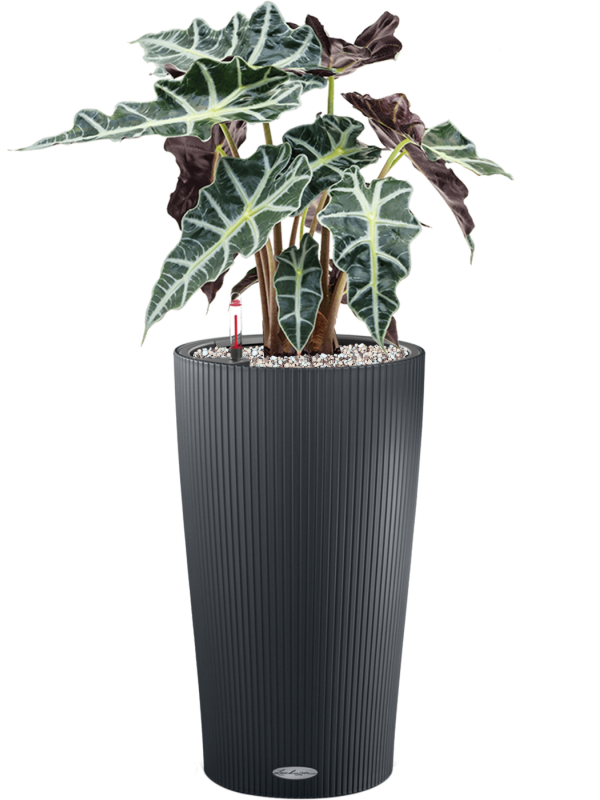 Ansamblu D23xH65cm cu planta naturala Alocasia 'Polly' in ghiveci Lechuza Cilindro 23 all inclusive set cu granule decorative