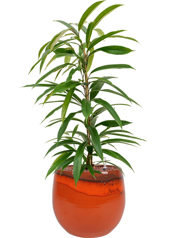 Ansamblu D23xH65cm cu planta naturala Ficus binnendijkii 'Amstel King' in ghiveci Charlotte all inclusive set cu granule decorative