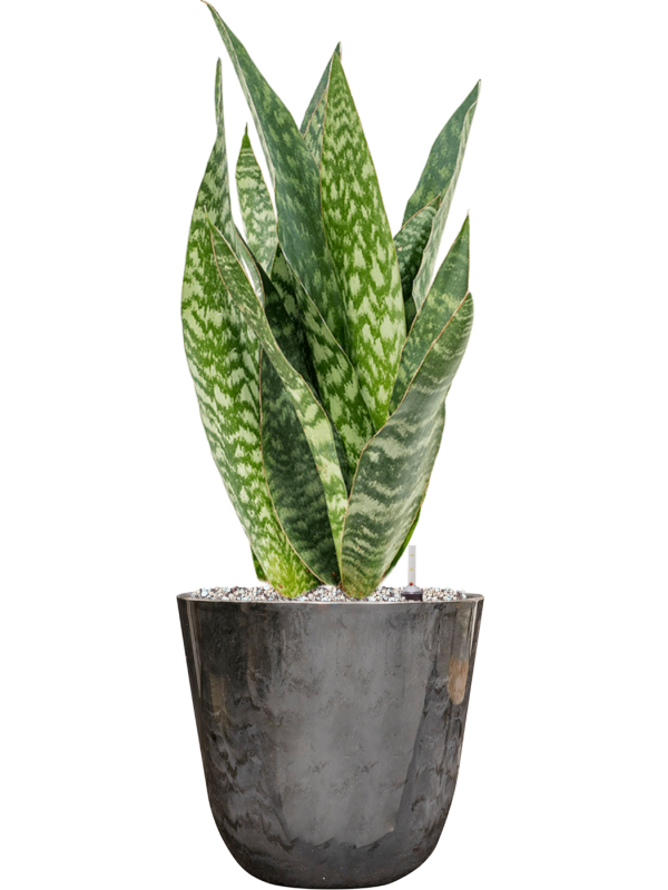 Ansamblu D23xH65cm cu planta naturala Sansevieria aubrytiana in ghiveci Palermo all inclusive set cu granule decorative