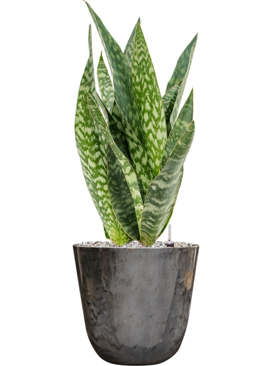 Ansamblu D23xH65cm cu planta naturala Sansevieria aubrytiana in ghiveci Palermo all inclusive set cu granule decorative