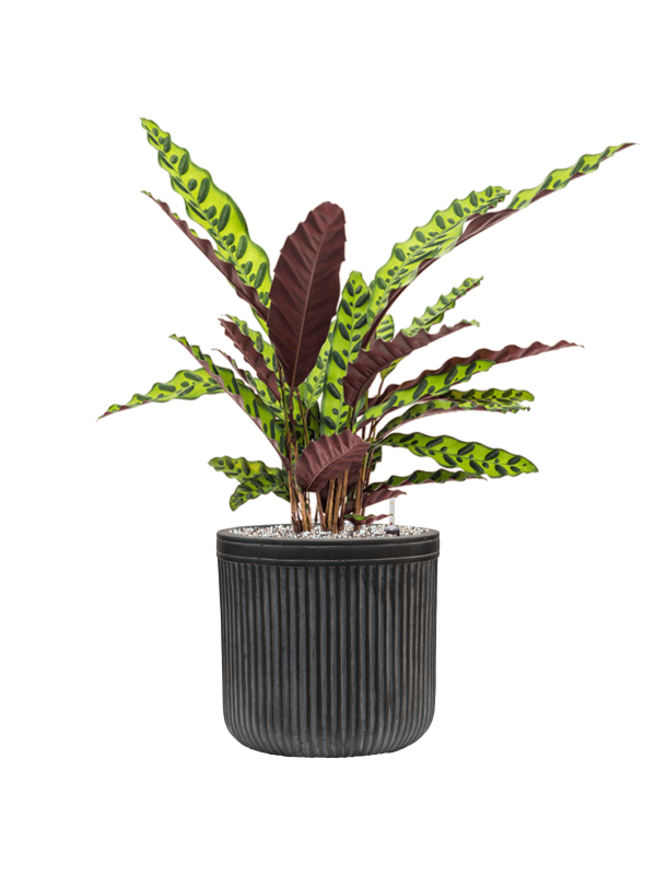 Ansamblu D23xH66cm cu planta naturala Calathea insignis in ghiveci Baq Vertical Rib all inclusive set cu granule decorative