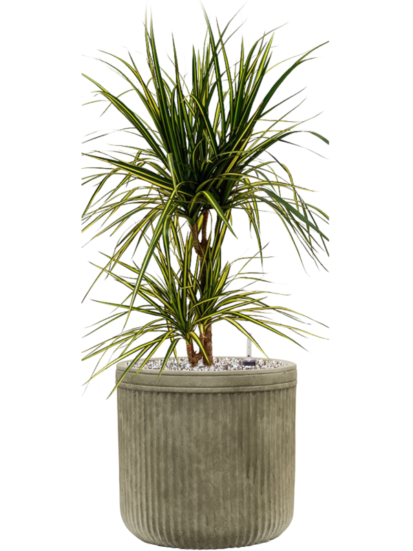 Ansamblu D23xH67cm cu planta naturala Dracaena marginata 'Sunray' in ghiveci Baq Vertical Rib all inclusive set cu granule decorative