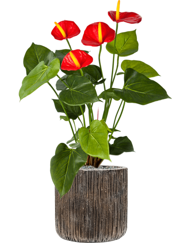 Ansamblu D23xH68cm cu planta naturala Anthurium in ghiveci Baq Luxe Lite Universe Waterfall all inclusive set cu granule decorative