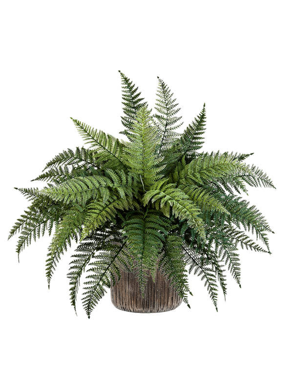 Ansamblu D23xH68cm cu planta naturala Fern in ghiveci Baq Luxe Lite Universe Waterfall all inclusive set cu granule decorative