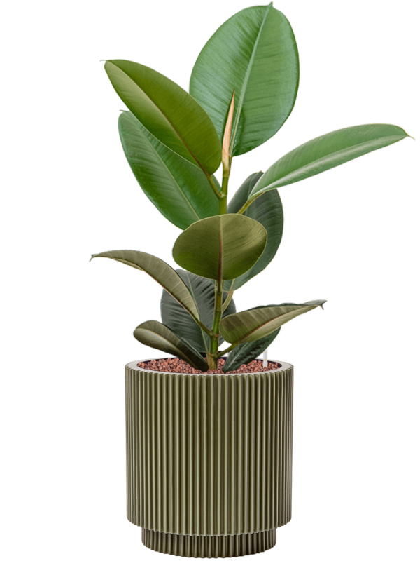 Ansamblu D23xH69cm cu planta naturala Ficus elastica 'Robusta' in ghiveci Capi Nature Groove Special all inclusive set cu granule decorative