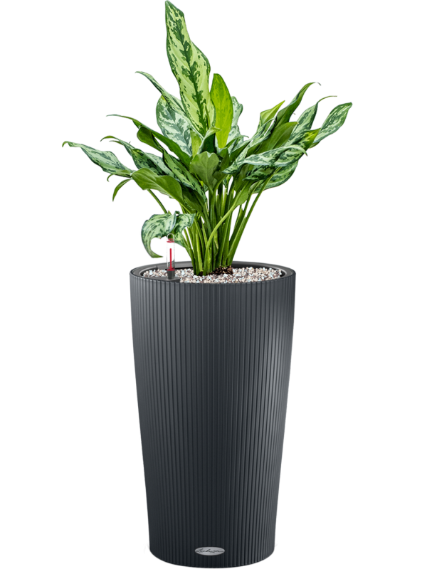 Ansamblu D23xH70cm cu planta naturala Aglaonema 'Miss Julliete' in ghiveci Lechuza Cilindro 23 all inclusive set cu granule decorative