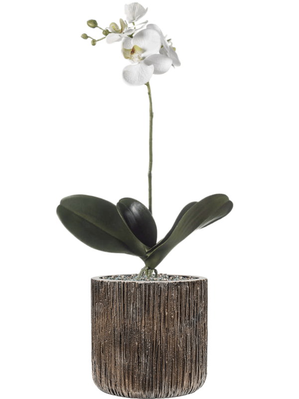 Ansamblu D23xH70cm cu planta naturala Phalaenopsis in ghiveci Baq Luxe Lite Universe Waterfall all inclusive set cu granule decorative