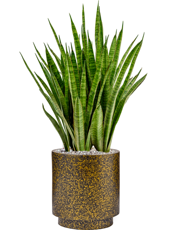 Ansamblu D23xH70cm cu planta naturala Sansevieria kirkii in ghiveci Capi Lux Terrazzo all inclusive set cu granule decorative