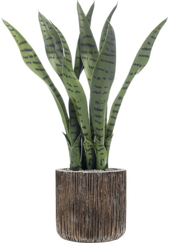 Ansamblu D23xH71cm cu planta naturala Sansevieria in ghiveci Baq Luxe Lite Universe Waterfall all inclusive set cu granule decorative