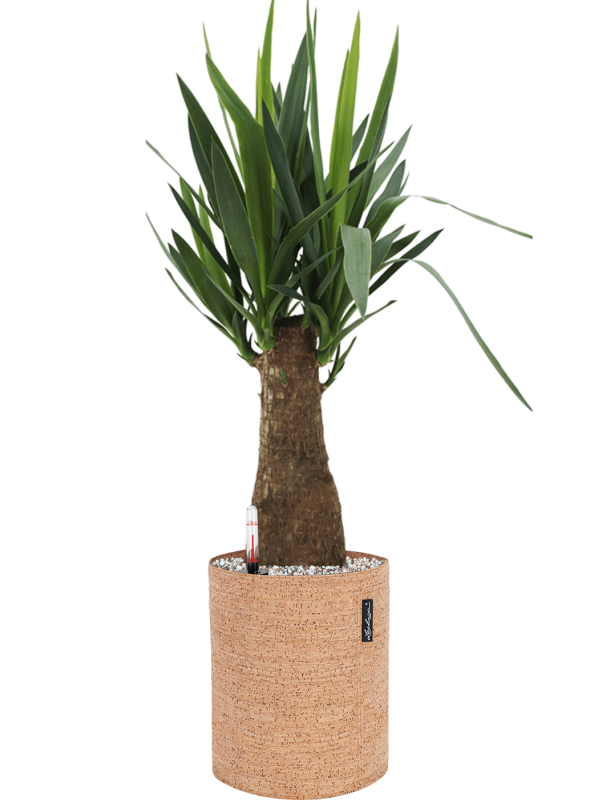 Ansamblu D23xH72cm cu planta naturala Yucca elephantipes in ghiveci Lechuza Trendcover 23 Cork all inclusive set cu granule decorative