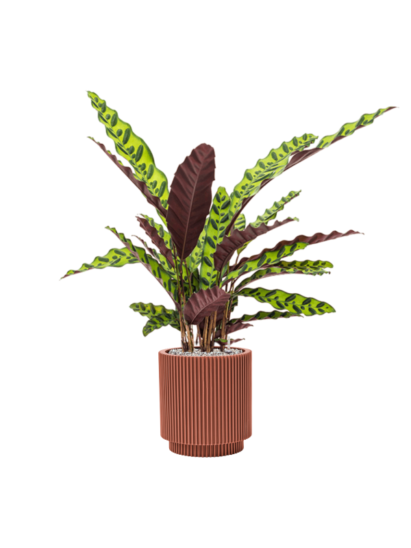 Ansamblu D23xH83cm cu planta naturala Calathea insignis in ghiveci Capi Nature Groove Special all inclusive set cu granule decorative
