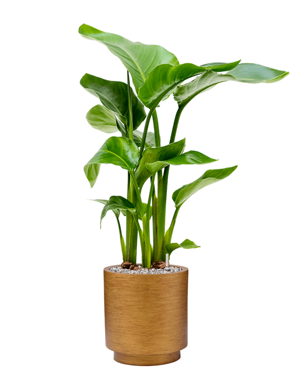 Ansamblu D23xH83cm cu planta naturala Strelitzia nicolai in ghiveci Capi Lux Retro all inclusive set cu granule decorative