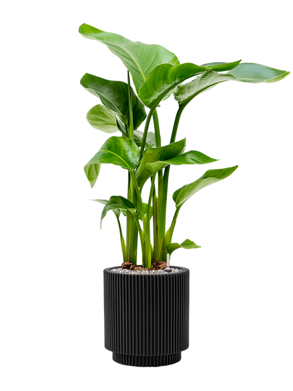 Ansamblu D23xH83cm cu planta naturala Strelitzia nicolai in ghiveci Capi Nature Groove all inclusive set cu granule decorative