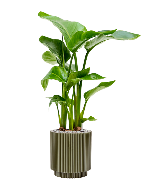Ansamblu D23xH84cm cu planta naturala Strelitzia nicolai in ghiveci Capi Nature Groove Special all inclusive set cu granule decorative