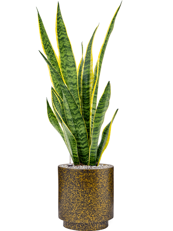 Ansamblu D23xH86cm cu planta naturala Sansevieria trifasciata 'Laurentii' in ghiveci Capi Lux Terrazzo all inclusive set cu granule decorative