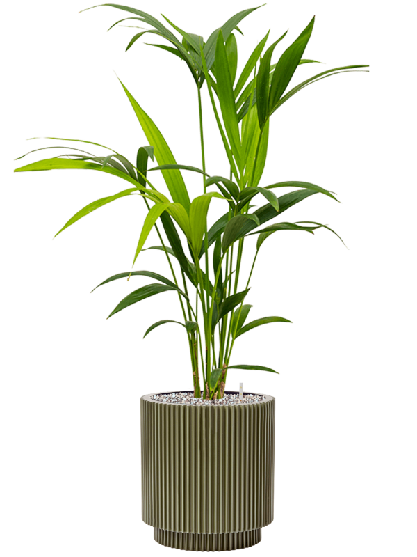 Ansamblu D23xH87cm cu planta naturala Kentia (Howea) forsteriana in ghiveci Capi Nature Groove Special all inclusive set cu granule decorative