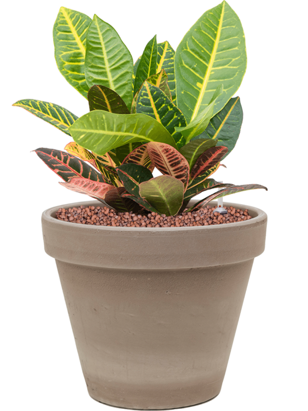 Ansamblu D24.5xH40cm cu planta naturala Croton (Codiaeum) variegatum 'Petra' in ghiveci Terra Cotta all inclusive set cu granule decorative