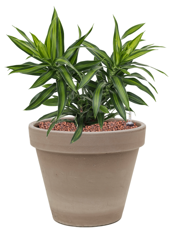 Ansamblu D24.5xH41cm cu planta naturala Pleomele (Dracaena) reflexa 'Song of Jamaica' in ghiveci Terra Cotta all inclusive set cu granule decorative