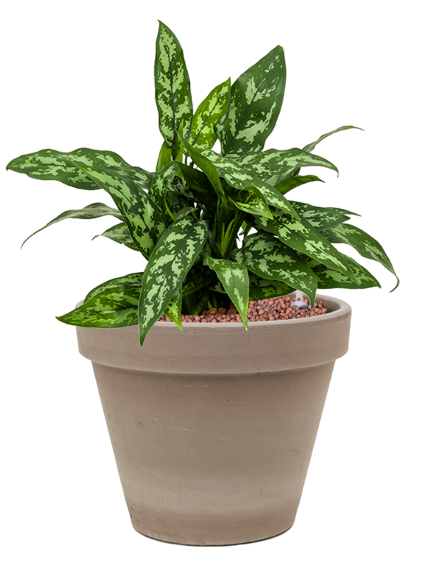Ansamblu D24.5xH42cm cu planta naturala Aglaonema 'Maria' in ghiveci Terra Cotta all inclusive set cu granule decorative