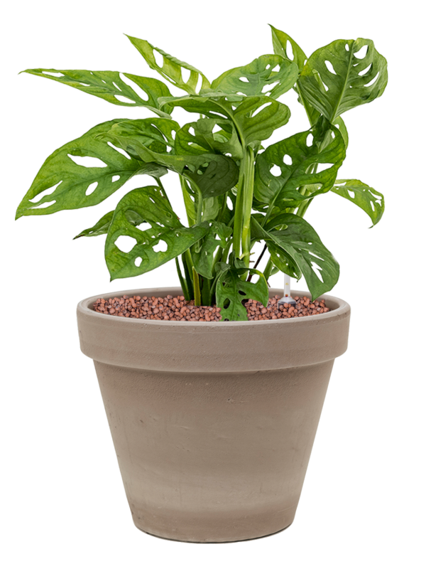 Ansamblu D24.5xH42cm cu planta naturala Monstera obliqua in ghiveci Terra Cotta all inclusive set cu granule decorative
