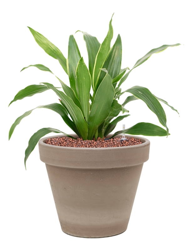 Ansamblu D24.5xH44cm cu planta naturala Dracaena fragrans 'Arturo' in ghiveci Terra Cotta all inclusive set cu granule decorative