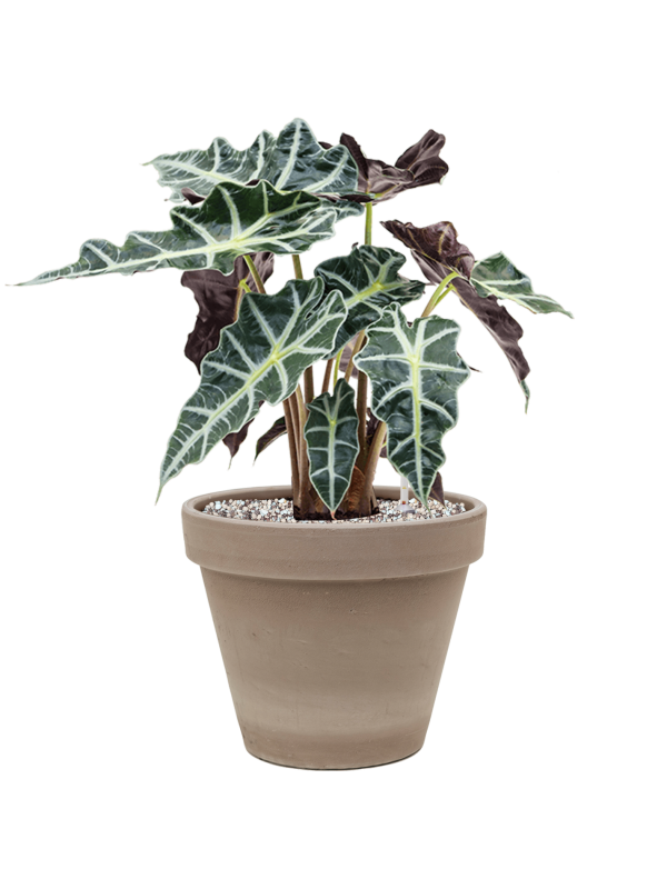 Ansamblu D24.5xH48cm cu planta naturala Alocasia 'Polly' in ghiveci Terra Cotta all inclusive set cu granule decorative