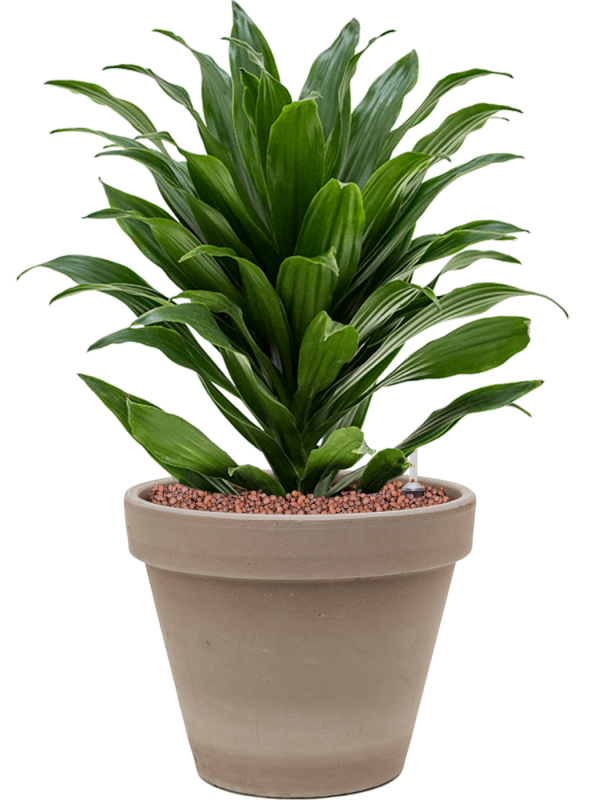 Ansamblu D24.5xH50cm cu planta naturala Dracaena fragrans 'Compacta' in ghiveci Terra Cotta all inclusive set cu granule decorative