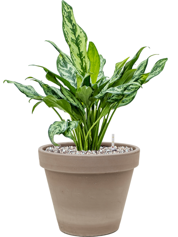 Ansamblu D24.5xH53cm cu planta naturala Aglaonema 'Miss Julliete' in ghiveci Terra Cotta all inclusive set cu granule decorative