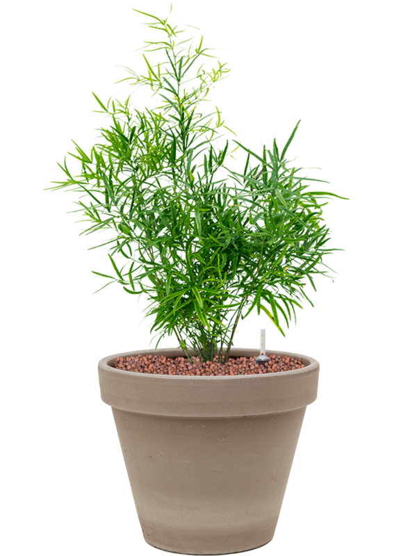 Ansamblu D24.5xH55cm cu planta naturala Asparagus falcatus in ghiveci Terra Cotta all inclusive set cu granule decorative