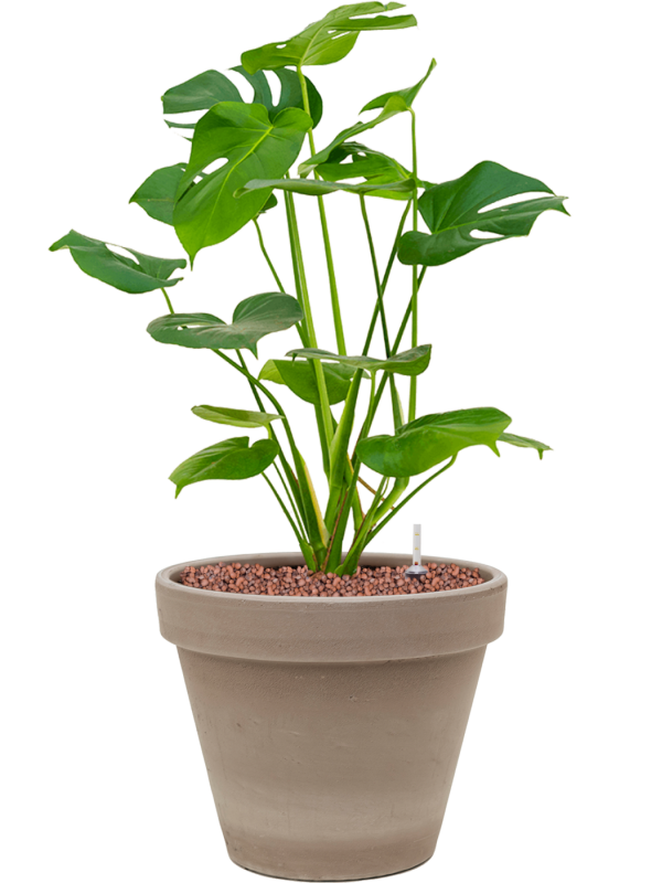 Ansamblu D24.5xH55cm cu planta naturala Monstera deliciosa in ghiveci Terra Cotta all inclusive set cu granule decorative