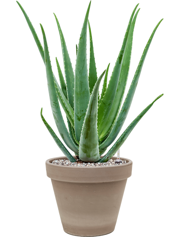 Ansamblu D24.5xH61cm cu planta naturala Aloe vera barbadensis in ghiveci Terra Cotta all inclusive set cu granule decorative