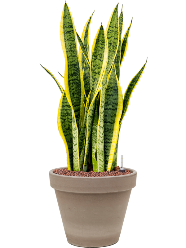 Ansamblu D24.5xH62cm cu planta naturala Sansevieria trifasciata 'Laurentii' in ghiveci Terra Cotta all inclusive set cu granule decorative